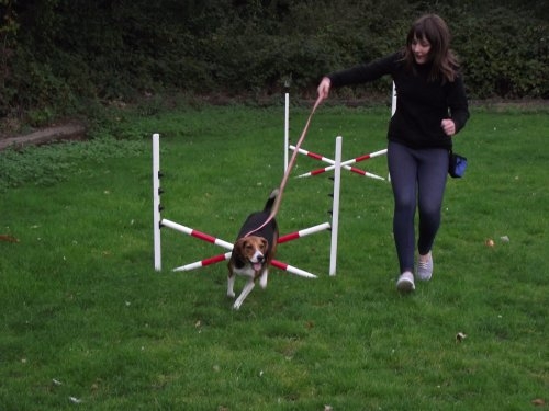 tail blazers agility club