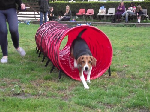 tail blazers agility club